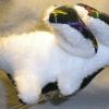 dragonplush3-6