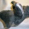 dragonplush4-6