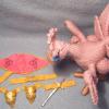 2015dbchocobos7