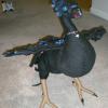sable10