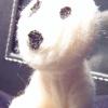 lilkodama3